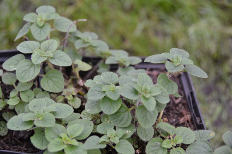 Oregano Spicy