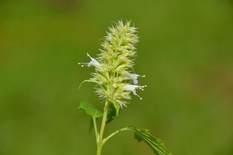 Hysope Anisée Albaster