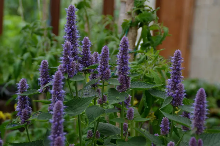 Hysope Anisé ou Agastache