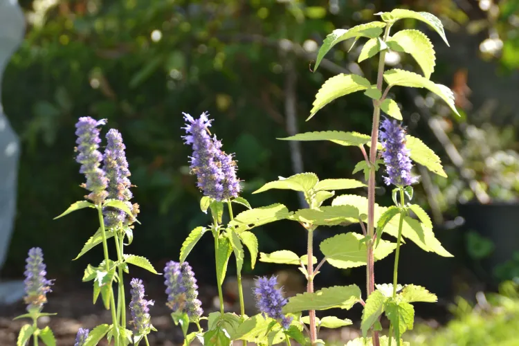 Hysope Anisée ou Agastache ‘Blackadder’