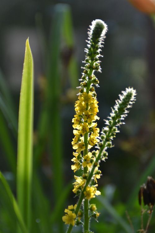 Aigrémoine eupatoire