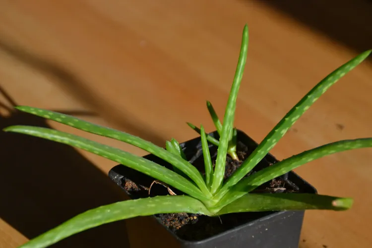 Aloe Vera