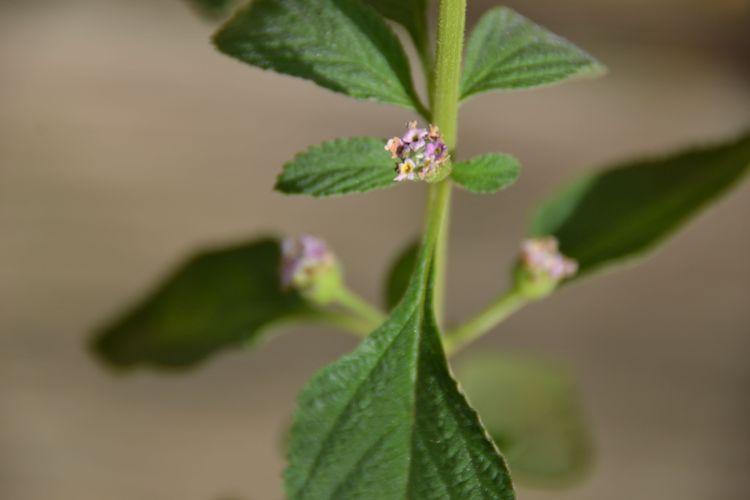 Verveine anis /Brisée