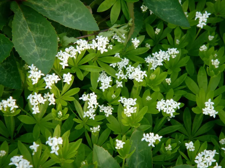 Aspérule odorante