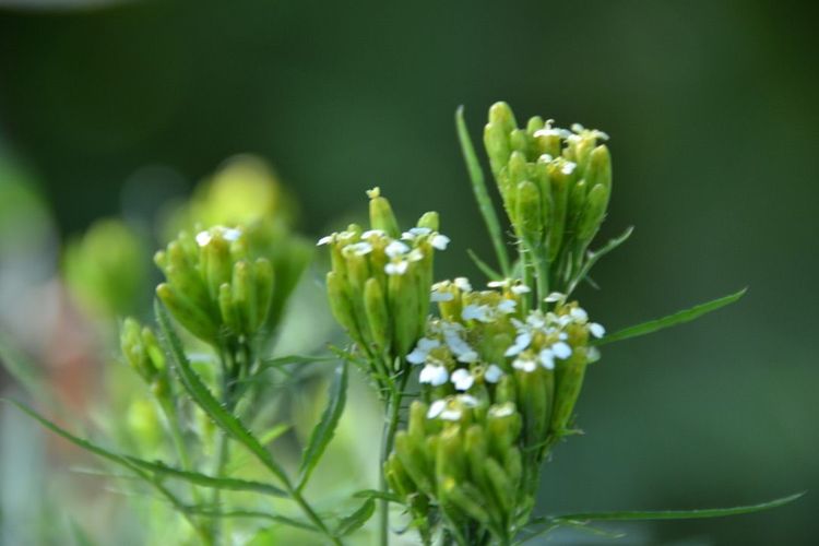 Tagetes Huacatay