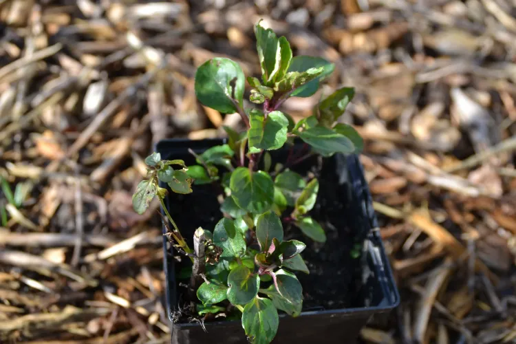 Menthe Basilic