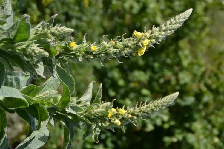 Bouillon Blanc