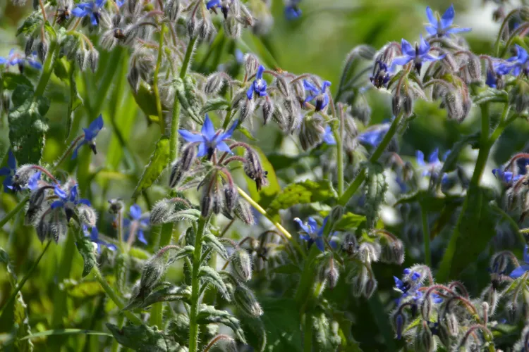 Bourrache blue