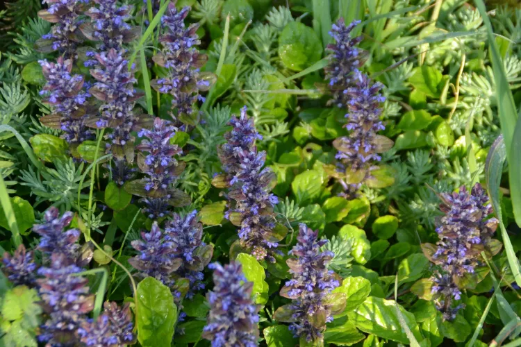 La bugle rampante
