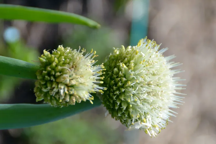 Ciboule