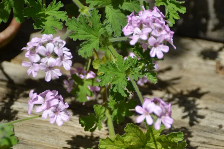 Geranium odorante'bourbon'