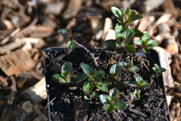 Menthe poivrée
