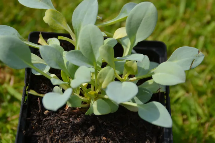 Plantes à huitres