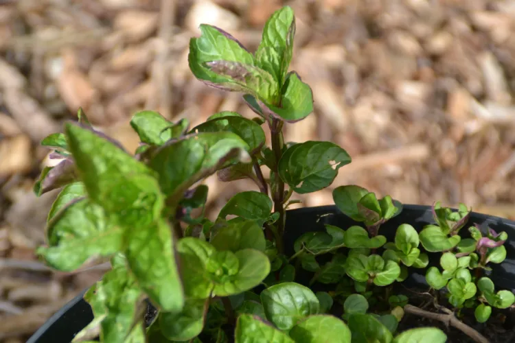Menthe Bergamote