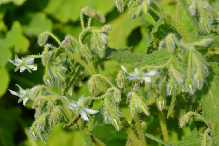 Bourrache blanche