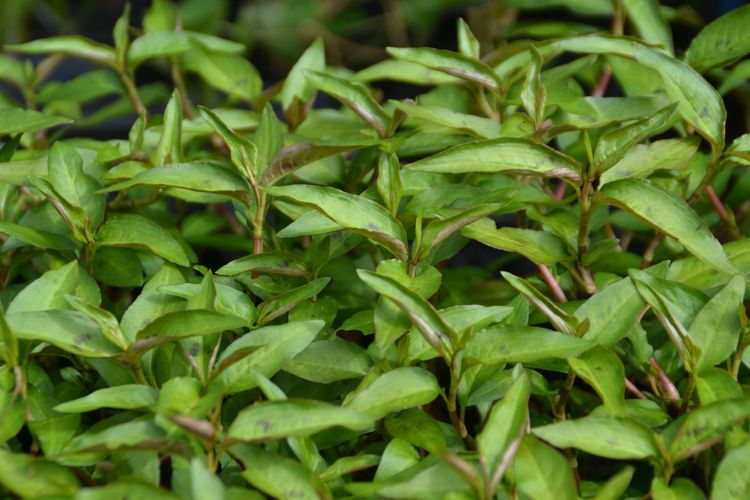 Coriandre vietnamienne
