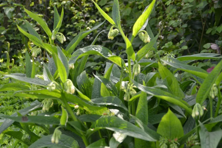 Consoude officinale