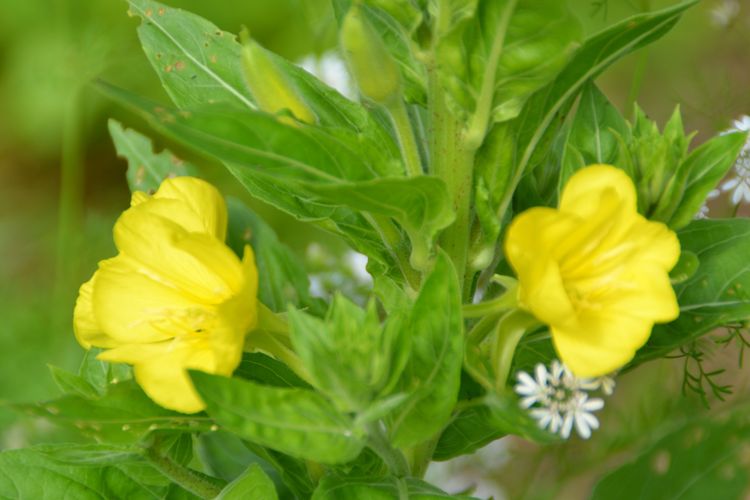 Onagre bisannuel