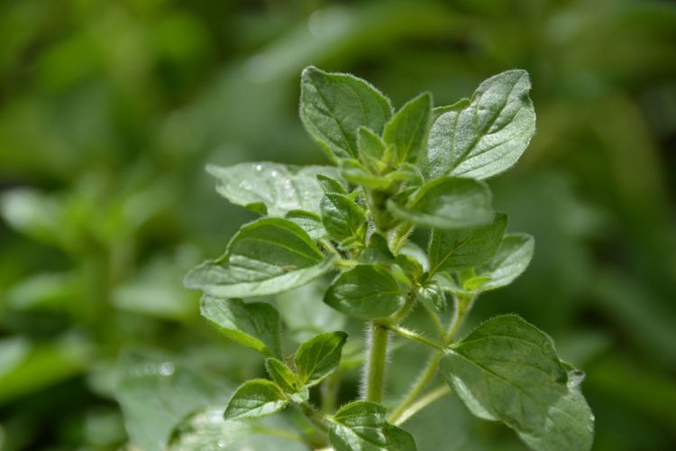 Griekse oregano