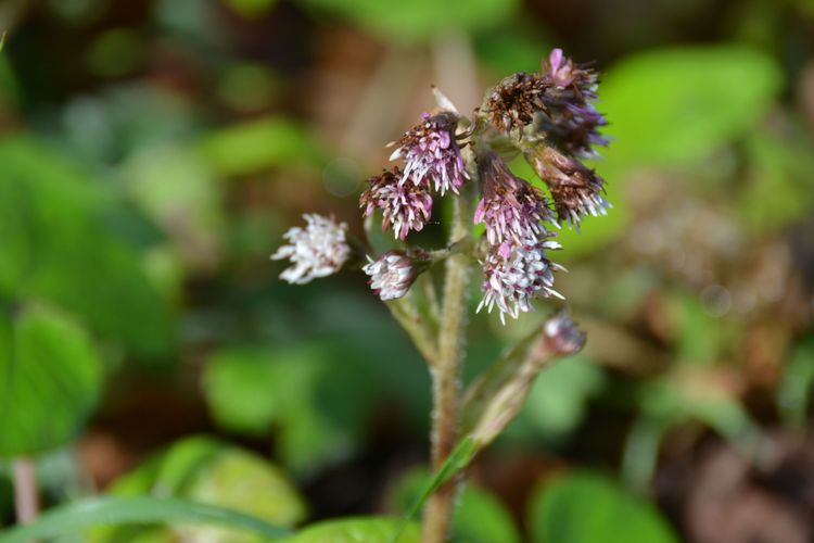 Pétasite