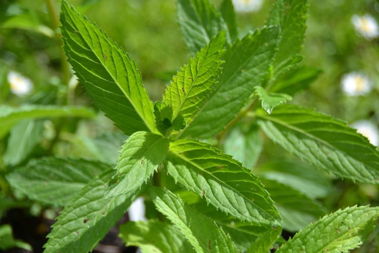 Menthe Glaciale