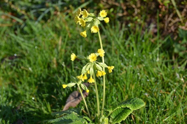 Primula elatior