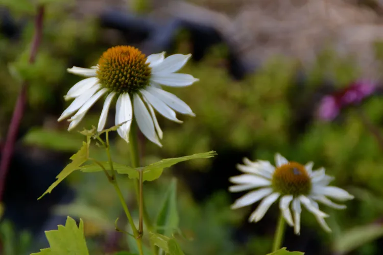 Echinacée ’ Alba’