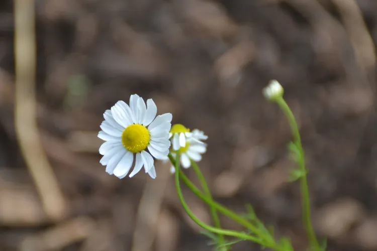Camomille vraie