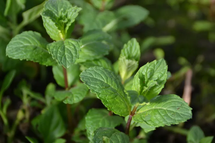 Menthe verte
