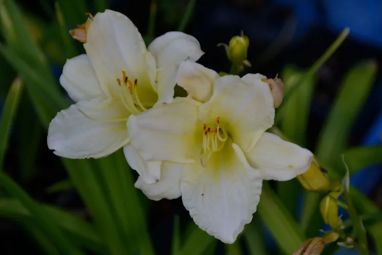 Hémérocalle 'Chamrock double'