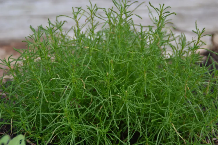 Herbe à olive
