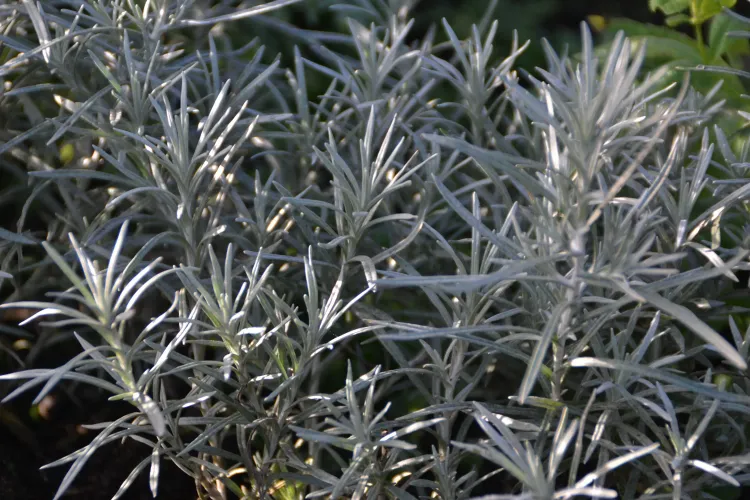 L'immortelle d'Italie