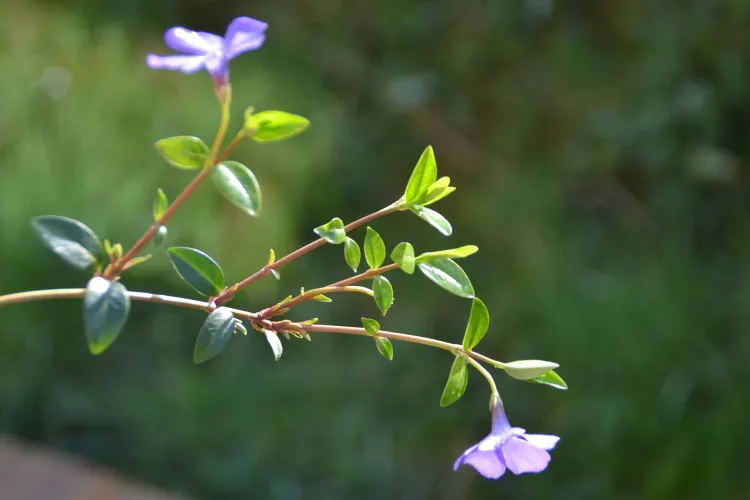 Pervenche, petite, blue