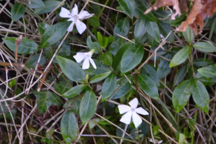 Pervenche, petite, blanche