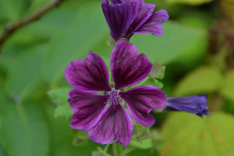 Mauve