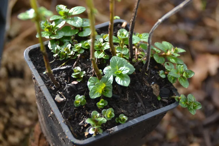 Menthe 'chocolat'