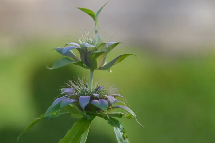 Monarde citron