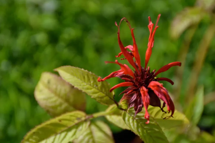 Monarde didyma