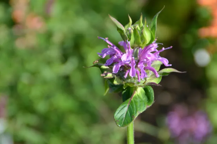 Monarde sauvage