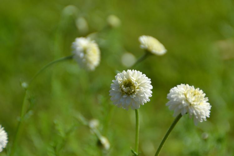 Camomille romaine