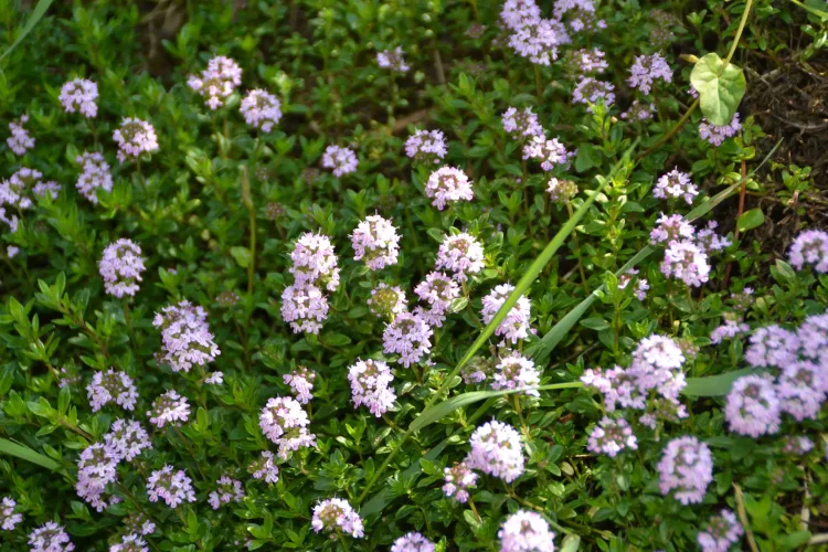 Thym serpolet