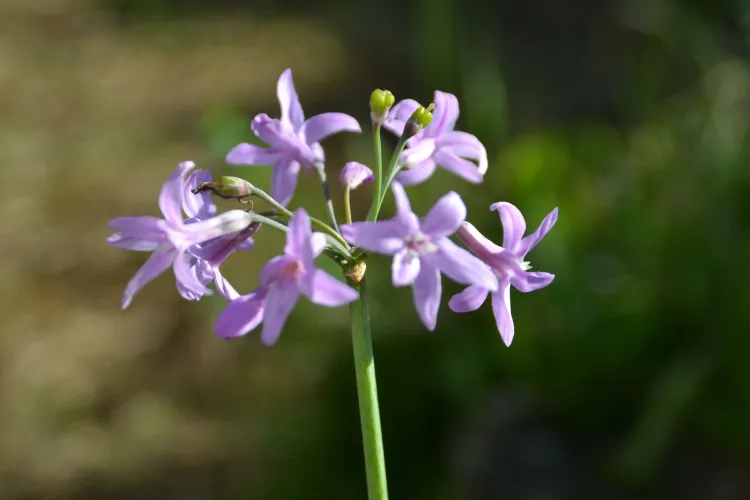 Tulbagia ou Ail Sauvage Pourpre