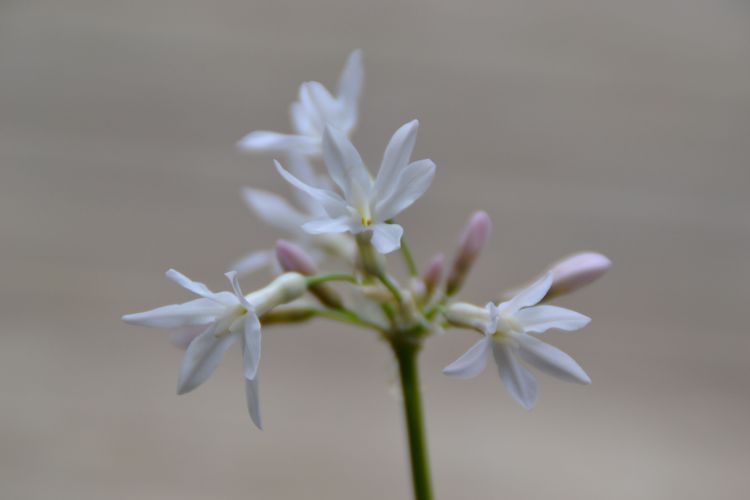Tulbagia ou Ail sauvage Blanc