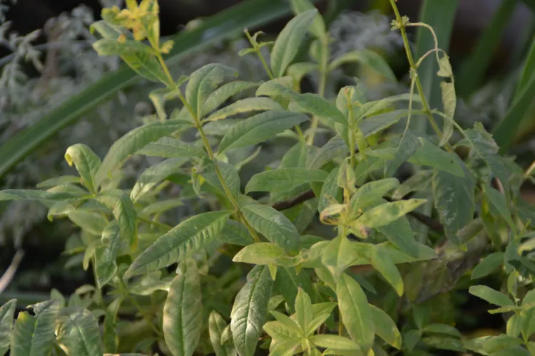 Verveine Citronelle