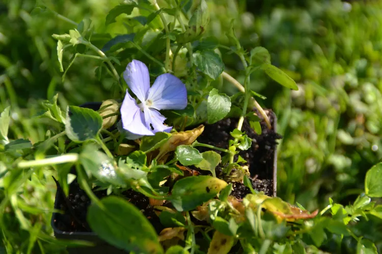 Violette Cornue 'Belmont blue'