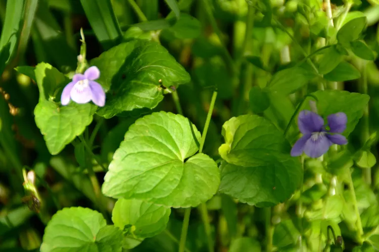 Violette odorante blue