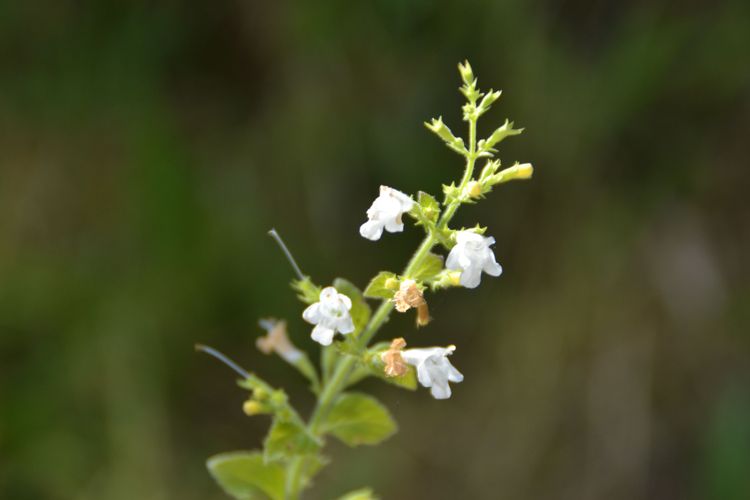 Calament blanc