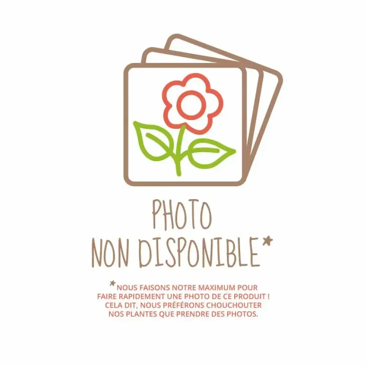 Photo non disponible