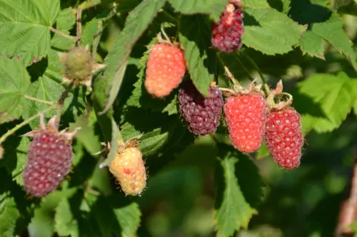 Kleinfruit