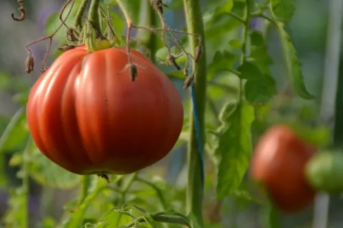 Tomaten